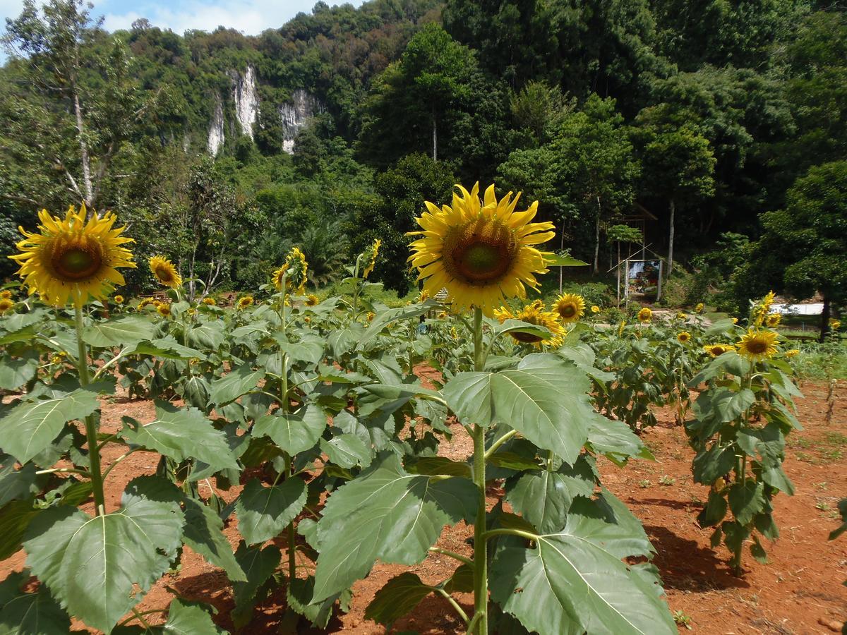 Takhun Mountain View Bed & Breakfast Ban Tha Khun Exterior foto